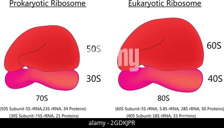 Anatomia biologica del ribosoma degli anni '70 e del ribosoma degli anni '80, struttura ribosomica con piccole e grandi subunità ribosomiche, ribosoma procariotico ed eucariotico Illustrazione Vettoriale