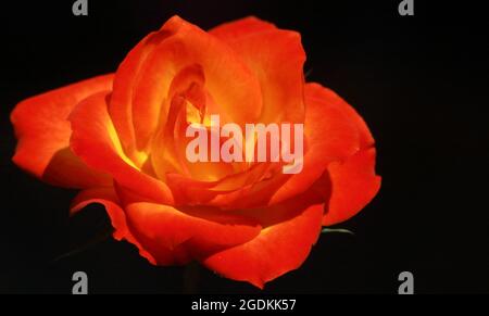 vista ravvicinata di una splendida rosa di colore rosso con sfondo scuro Foto Stock