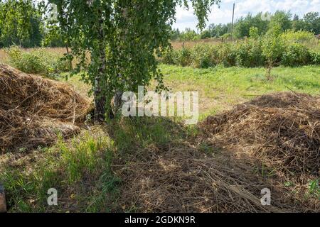 Tre tronchi bianchi di betulla e due mucchi di fieno in una giornata estiva. Foto Stock