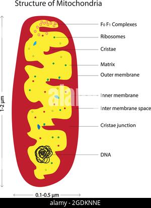 Illustrazione biologica di mitocondri, organelle legate a doppia membrana che si trovano nella maggior parte degli organismi eucariotici, fornitura di adenosina trifosfato Illustrazione Vettoriale
