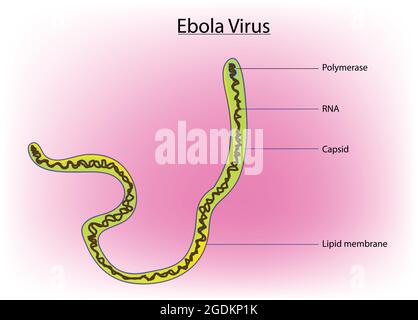 Ebola virus, illustrazione biologica del virus Ebola, dettagliata e marcata anatomia del virus Ebola Illustrazione Vettoriale