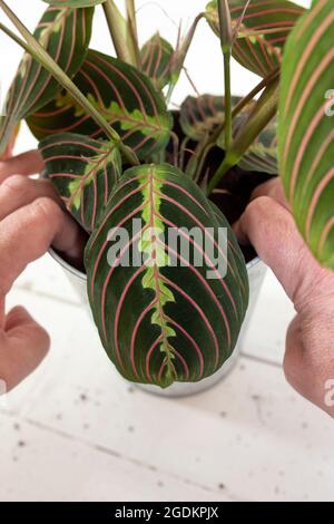 Piantare Maranta Leuconeura pianta di preghiera, Fascinator Tricolor, in una pentola. Pianta domestica interna con sfondo di legno bianco Foto Stock