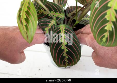 Piantare Maranta Leuconeura pianta di preghiera, Fascinator Tricolor, in una pentola. Pianta domestica interna con sfondo di legno bianco Foto Stock