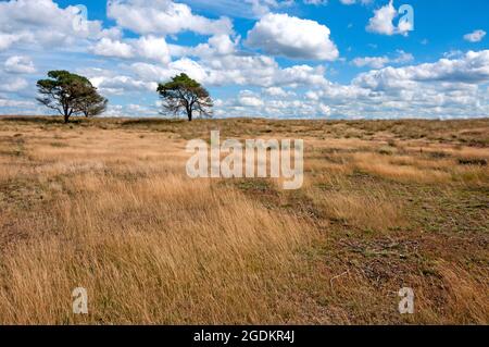 Paesaggio nel Parco Nazionale De Hoge Veluwe, Paesi Bassi Foto Stock