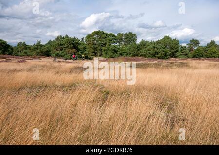 Paesaggio nel Parco Nazionale De Hoge Veluwe, Paesi Bassi Foto Stock