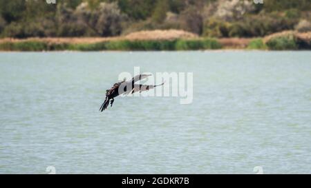 Cormorano nero che sorvola il mare. Il grande cormorano, Phalacrocorax carbo, conosciuto come il grande cormorano nero, o lo shag nero. Foto Stock