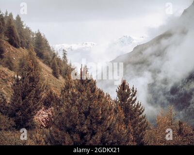 Fitte e lussureggianti foreste alpine in Svizzera. I pini, le rocce, il muschio e l'erba coprono il fondo della foresta in una perfetta natura selvaggia. Foto Stock