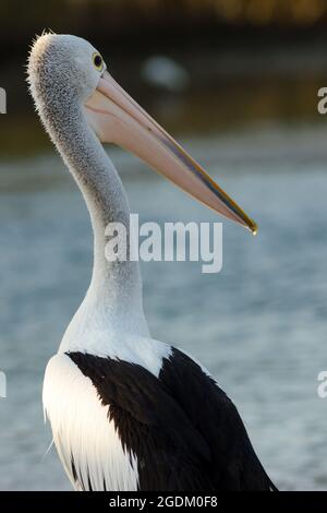 Pellicano australiano (PELELANUS cospicillatus). Hastings Point, NSW, Australia. Foto Stock