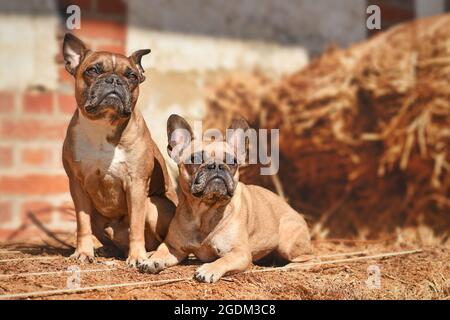 Coppia di cani da bulldog francesi cuciti in posa tra balle di fieno Foto Stock