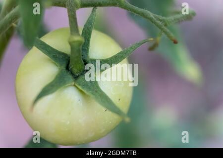 Foto isolata di pomodoro verde organico in, concetto di agricoltura in cortile Foto Stock