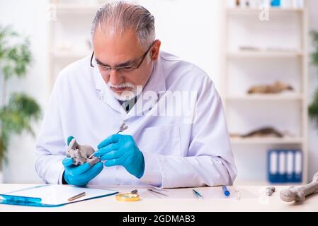 Vecchio paleontologo maschile che lavora in laboratorio Foto Stock