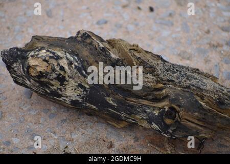 Driftwood su di una spiaggia di sabbia Foto Stock