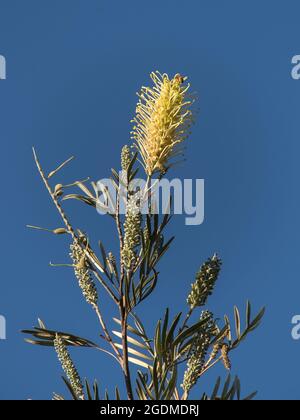 Testa floreale cremosa-bianca di Grevillea 'Moonlight', con boccioli e foglie, in cielo azzurro chiaro. Giardino, inverno, Queensland, Australia. Spazio di copia. Foto Stock