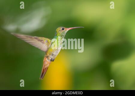 Colibrì con coda rufosa (Amazilia tzacatl) in volo Foto Stock