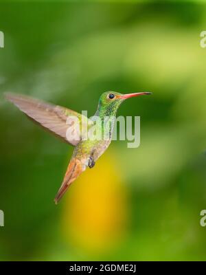 Colibrì con coda rufosa (Amazilia tzacatl) in volo Foto Stock
