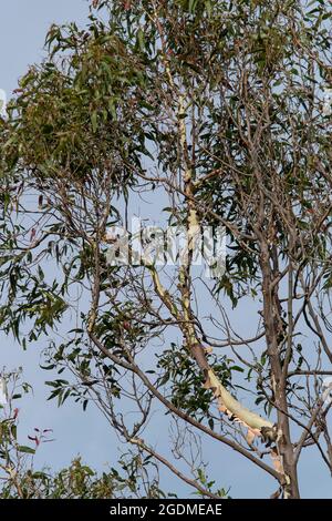 Alto, aggraziato, di gomma profumata al limone (gomma macchiata, corymbia citriodora) albero che cresce in giardino a Queensland, Australia. Sole primavera tempo, cielo blu. Foto Stock