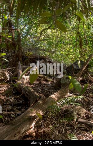 Denso, verde, sottobosco di pianura subtropicale foresta alberi caduti e mista pavimento della foresta. Giornata invernale opaca, Tamborine Mountain, Australia Foto Stock