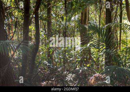 Denso e verde sottobosco di pianura subtropicale foresta pluviale con tronchi di gomma-albero, palme e gengive. Soleggiato, inverno, Tamborine Mountain, Australia. Foto Stock