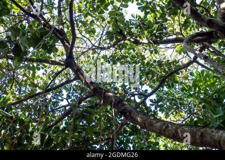 Radici aeree dell'albero di copia di Clusia Foto Stock