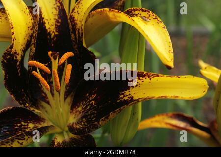 Lilium Lionheart nero e oro Foto Stock