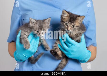 Il veterinario tiene due gattini grigi nelle sue mani. Trattamento degli animali, clinica per animali domestici. Foto Stock