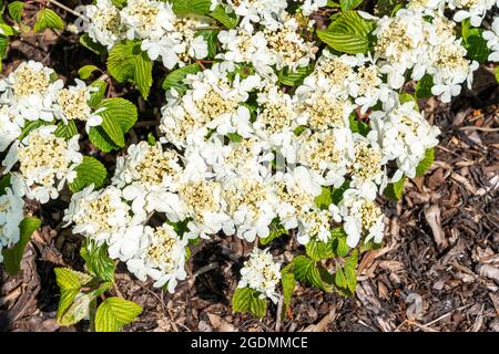 Viburnum plicatum forma tomentosum 'Shasta' un arbusto bianco primavera estate fiorente comunemente noto come doublefire Foto Stock