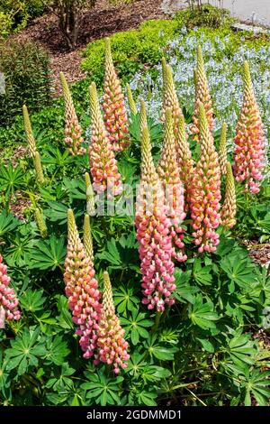 Lupin (Lupinus) 'la Chatelaine' (Band of Nobles Series) una pianta fiorente estiva primaverile con un fiore bianco rosa estivo, foto stock Foto Stock