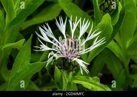Centaurea montana 'Alaba' una pianta fiorente estiva con un fiore d'estate a petali raggrinziti comunemente noto come fiore di mais perenne bianco con bumblebe Foto Stock