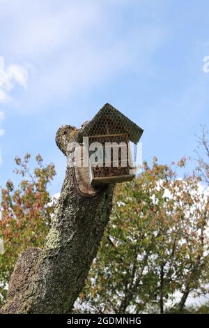 un piccolo hotel per insetti su un albero Foto Stock