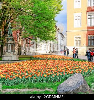 CRACOVIA, POLONIA - 17 APRILE 2016: Campi di tulipani nel centro di Cracovia, Polonia. Foto Stock