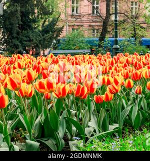 CRACOVIA, POLONIA - 17 APRILE 2016: Campi di tulipani nel centro di Cracovia, Polonia. Foto Stock