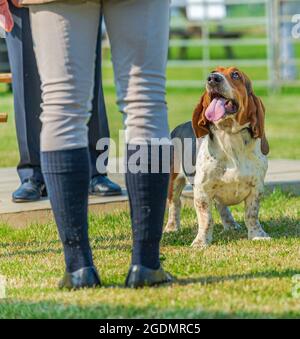 Il Festival della caccia, il più grande raduno di un giorno di hounds, per uno spettacolo di hound, nel paese a Peterborough Showground Foto Stock