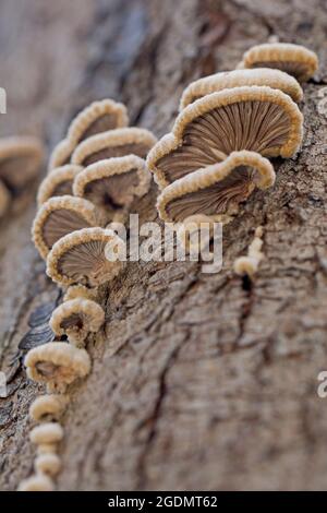 Funghi che crescono su un tronco d'albero fotografato in Israele nel mese di dicembre Foto Stock