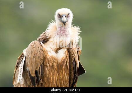 Primo piano ritratto di un avvoltoio Grifone (Gyps fulvus), fotografato in Israele Foto Stock