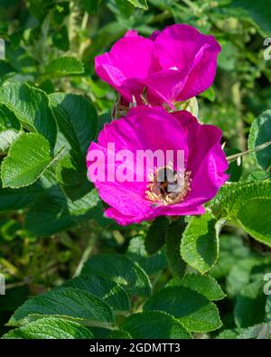 Un'ape operaia che raccoglie nettare da una rosa di cane, Filey, North Yorkshire, Regno Unito Foto Stock