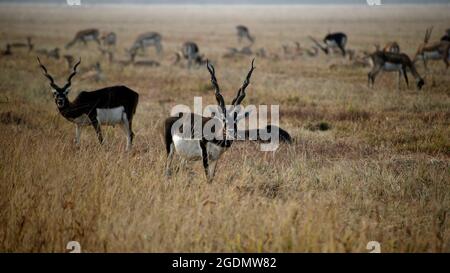 Maschio Black Buck mangiare erba, mandria di bucks neri da cui uno si blocca alla macchina fotografica mentre pascolando. Parco Nazionale delle anatre nere Velavadar . Foto Stock