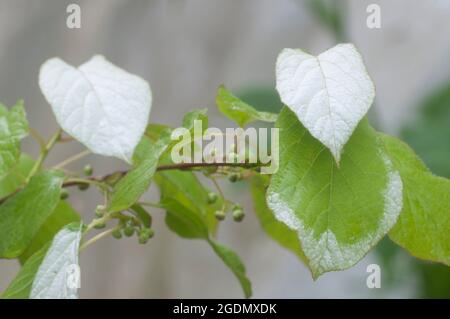 Actinidia kolomikta foglie, caratteristica colorazione, primo piano Foto Stock