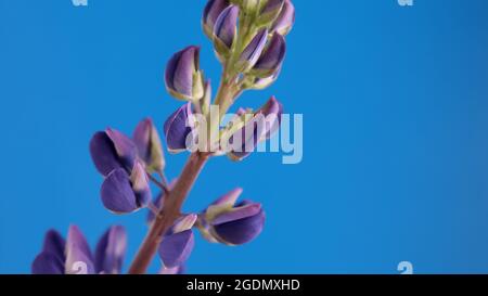 Viola lupino fiore isolato su uno sfondo blu. Prato naturale fiore selvatico lupin. Scatto macro Foto Stock