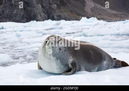 Il Sigillo del Crabeater (Lobodon carcinophaga) su un iceberg in Antartide. Le guarnizioni del Crabeater sono il più comune grande mammifero sul pianeta dopo gli esseri umani, con un Foto Stock