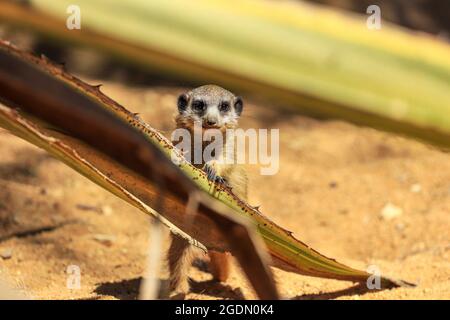 Suricate o meerkat (Suricata suricatta) dettaglio ritratto Foto Stock