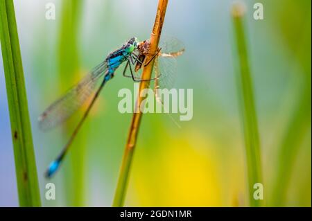 La damselfly dalla coda blu o la bluetail comune (Ischnura elegans) che si tiene sulle lame di erba e mangiare la sua preda, mayfly. Foto Stock