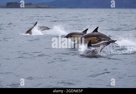 Un cialde di delfini comuni dopo una barca al largo di Portree sull'Isola di Skye Foto Stock