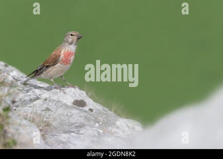 Bel ritratto del comune Linnet maschio (Linaria cannabina) Foto Stock