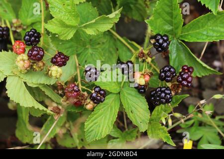 Cespuglio di mora selvaggio con la frutta che cresce in un campo in New Brunswick Canada Foto Stock