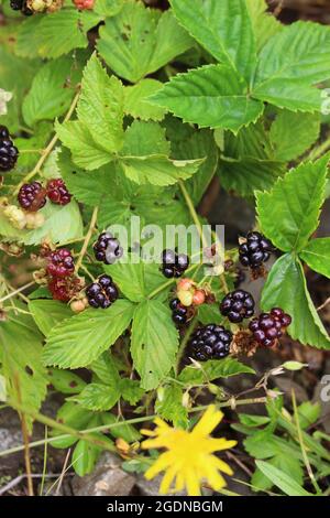 Cespuglio di mora selvaggio con la frutta che cresce in un campo in New Brunswick Canada Foto Stock