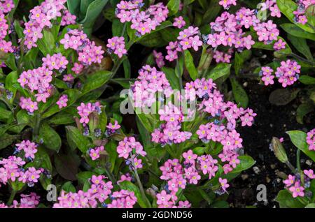 Bellissimi fiori rosa di Forget-me-Not o Myosotis sylvatica nel giardino, Sofia, Bulgaria Foto Stock