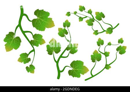 Grappougino arrampicata ramo con foglie set isolato su sfondo bianco.vite d'uva o avy superriduttore decorativo plant.wavy twigs.Stock illustrazione vettoriale Illustrazione Vettoriale