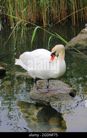 Kyhmyjoutsen, cygnus olor Foto Stock