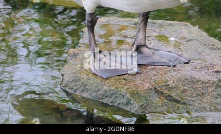 Kyhmyjoutsen, cygnus olor Foto Stock