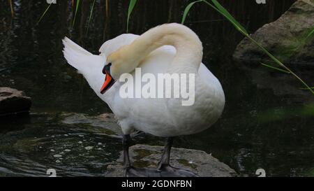 Kyhmyjoutsen, cygnus olor Foto Stock